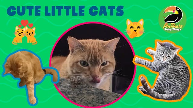 Animals Doing Things | Cute Little Cats