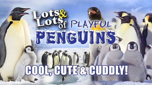 Lots & Lots | Playful Penguins - Cool...