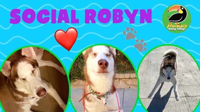 Animals Doing Things | Social Robyn