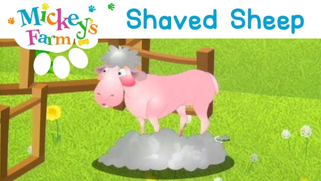 Shaved Sheep