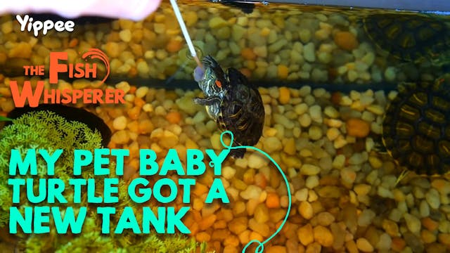 My Pet Baby Turtles Got a New Tank!