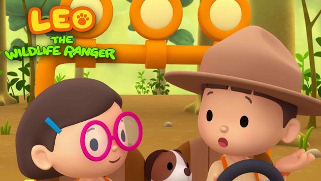 Oriental Pied Hornbill