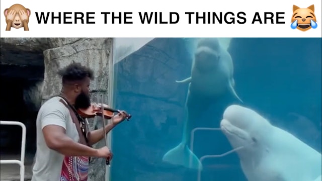 Animals Doing Things | Where Wild Things Are 