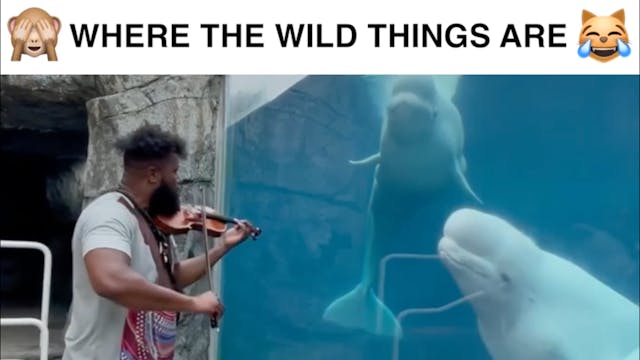 Animals Doing Things | Where Wild Thi...