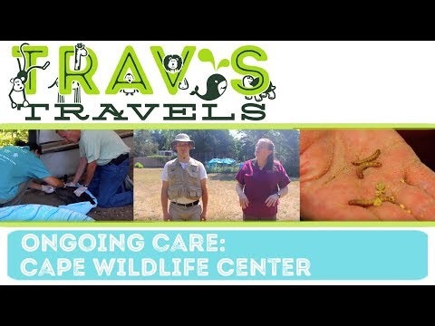 Cape Wildlife Center- Ongoing Care