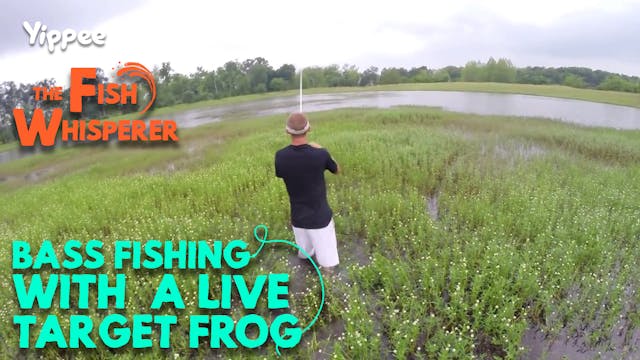 Bass Fishing with a Livetarget Frog