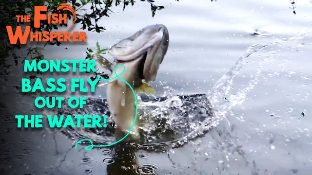 Monster Bass Fly Out of the Water!