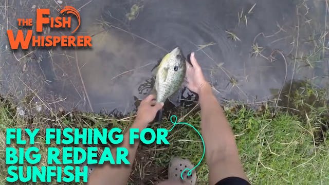 Fly Fishing for Big Redear Sunfish