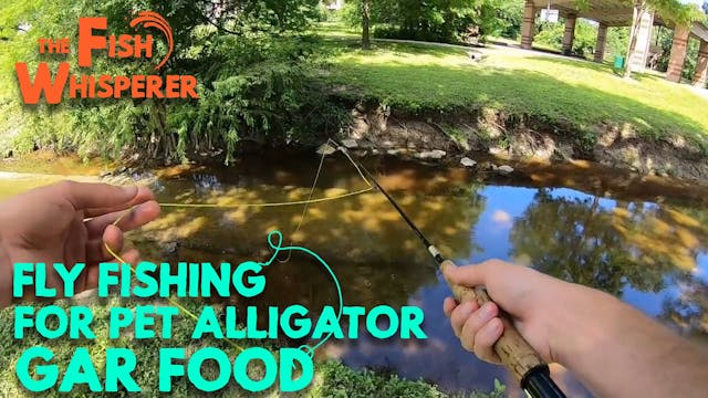 Fly Fishing For Pet Alligator Gar Food!