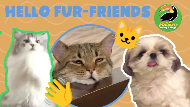 Animals Doing Things | Hello Fur-friends