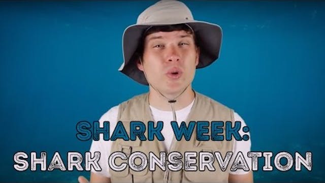 Shark Week- Shark Conservation