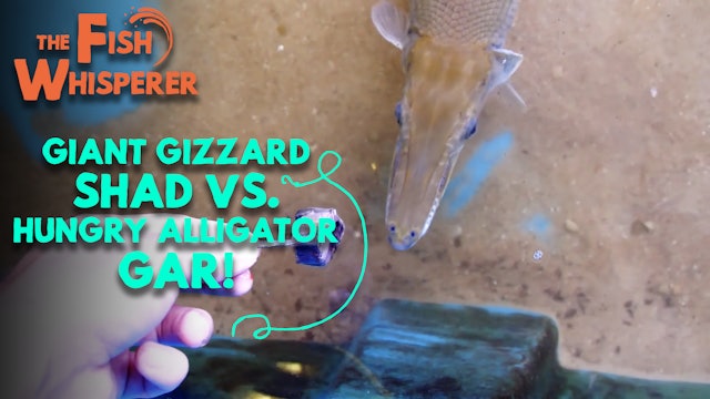Giant Gizzard Shad Vs. Hungry Alligator Gar!