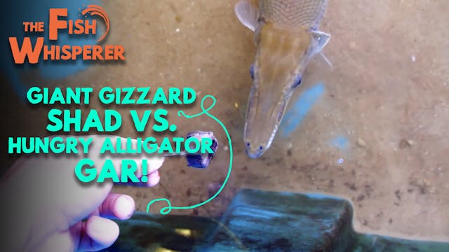 Giant Gizzard Shad Vs. Hungry Alligat...
