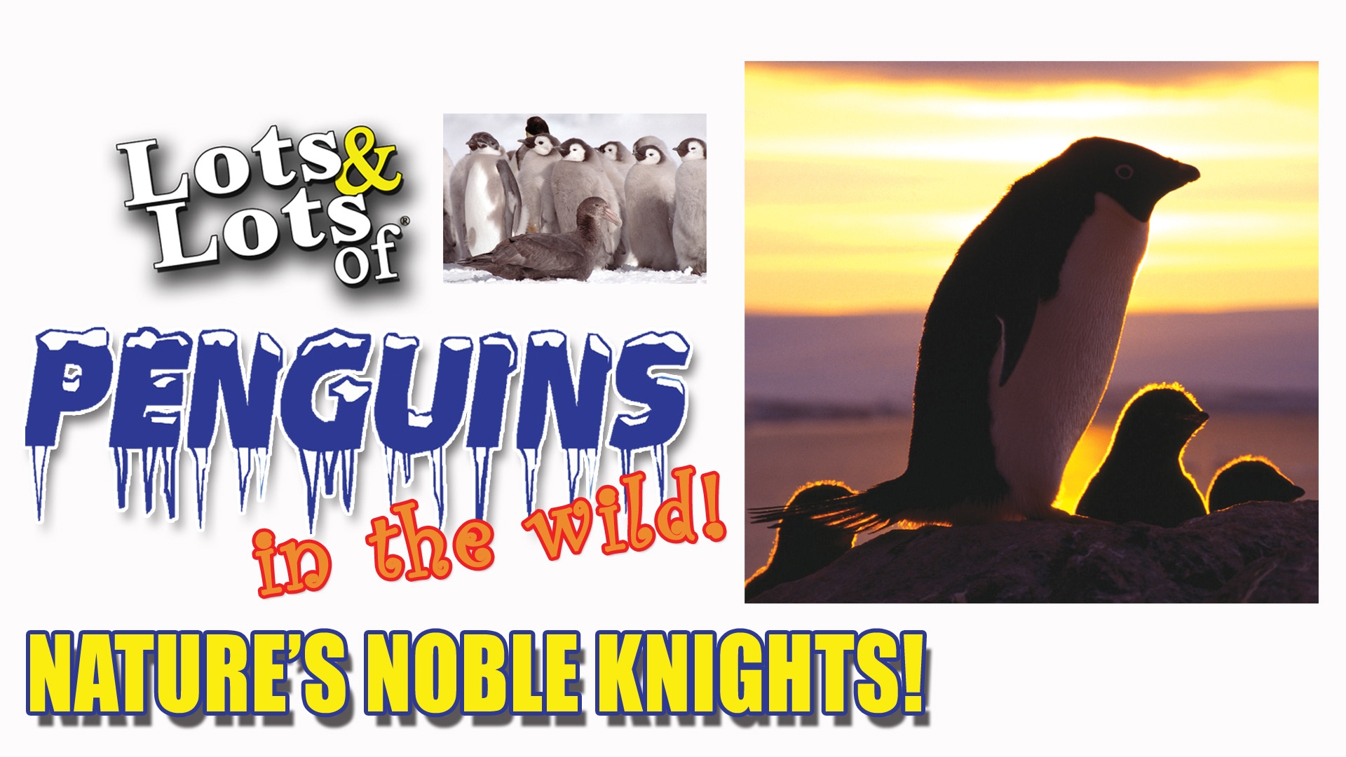 Lots & Lots | Penguins in the Wild