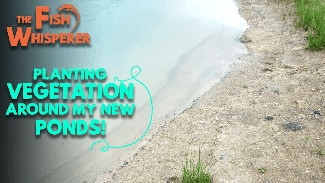 Planting Vegetation Around My New Ponds!