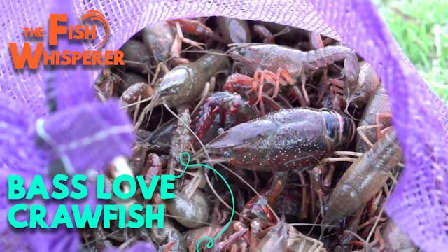 Bass Love Crawfish!! (feat. Scott Mar...