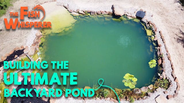 Building The Ultimate Backyard Pond! ...