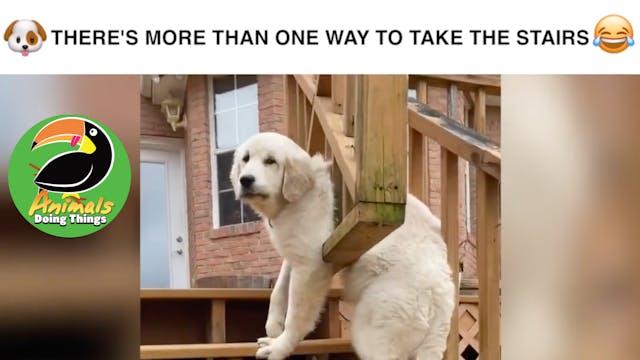 Animals Doing Things | Stairs 