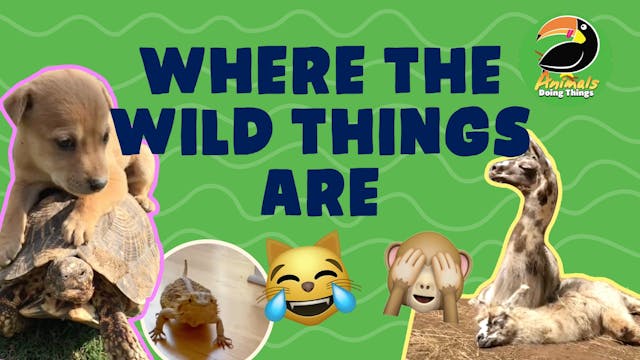 Animals Doing Things | Where Wild Thi...