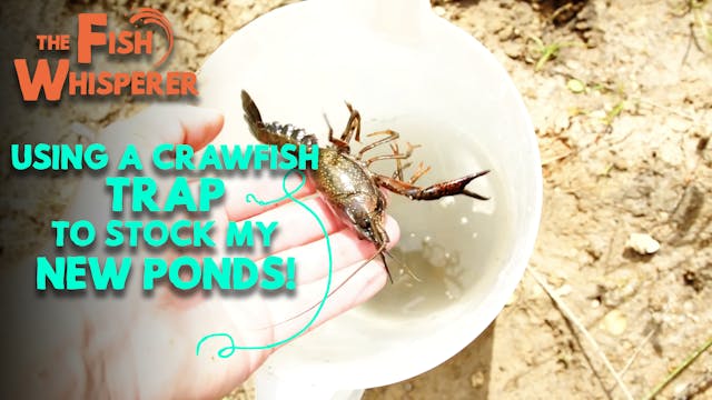 Using a Crawfish Trap to Stock My New...
