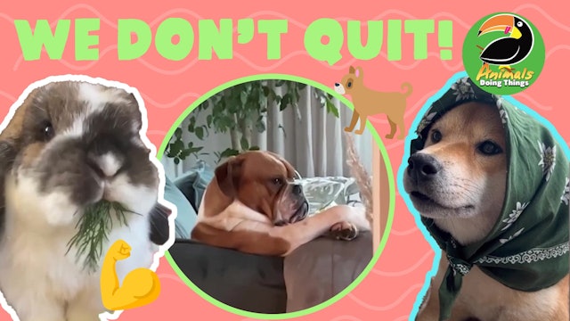 Animals Doing Things | We Don't Quit
