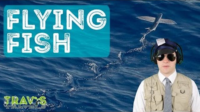 Flying Fish - Animal Facts