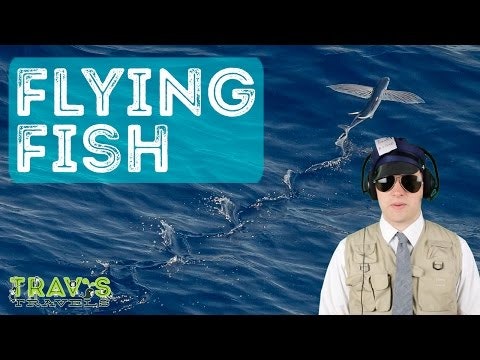 Flying Fish - Animal Facts
