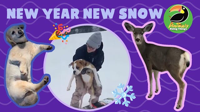 Animals Doing Things | New Year New Snow