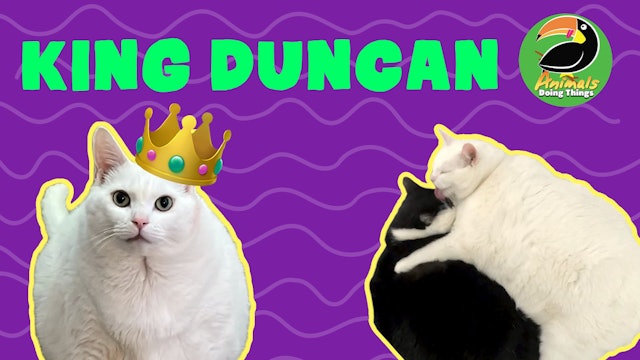 Animals Doing Things | King Duncan
