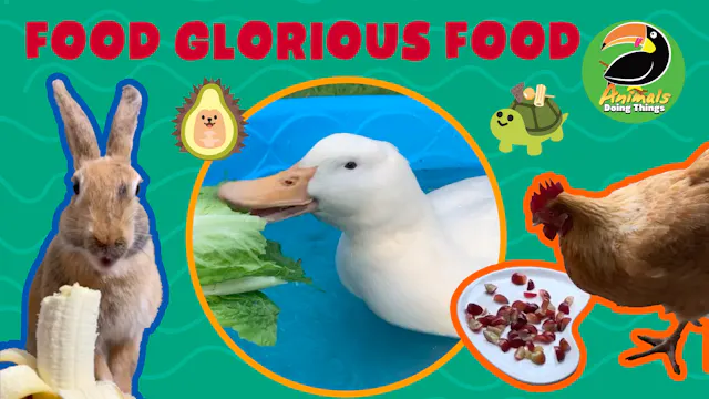 Animals Doing Things | Food Glorious ...