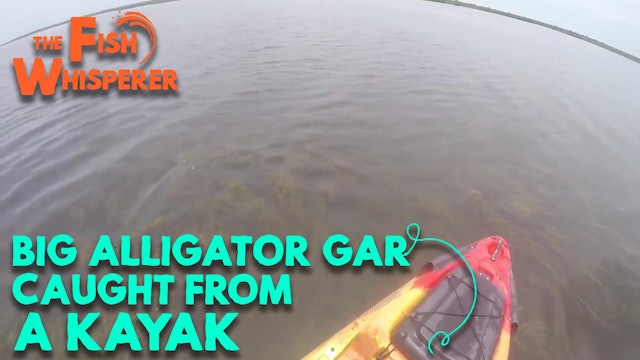Big Alligator Gar Caught from a Kayak!