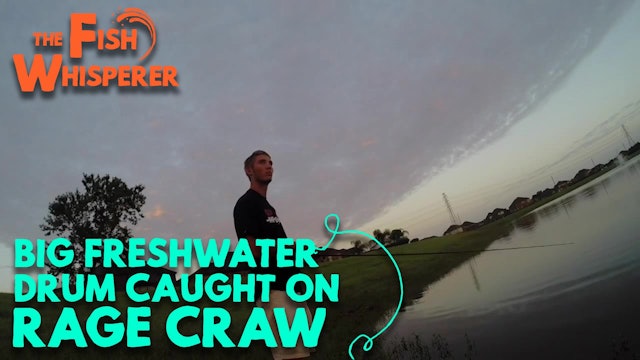 Big Freshwater Drum Caught on a Rage Craw