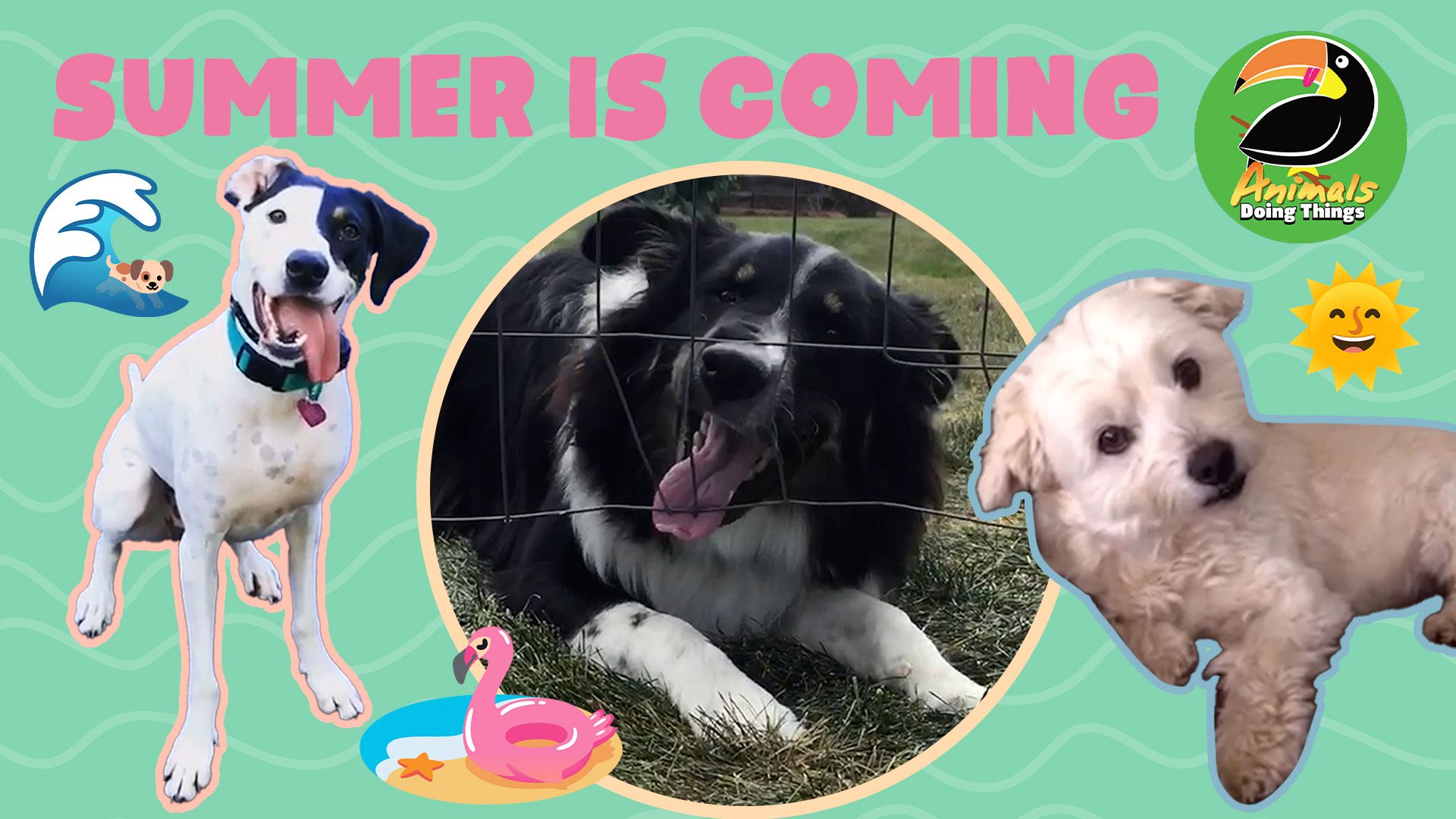 Animals Doing Things | Summer is Coming