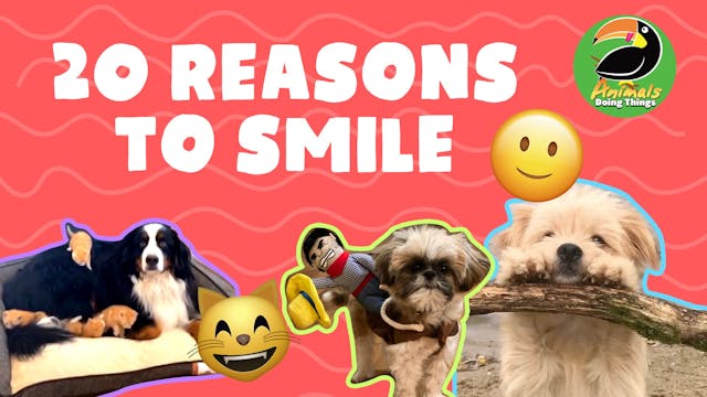 Animals Doings Things | 20 Reasons To...