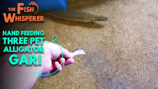 Hand Feeding Three Pet Alligator Gar!