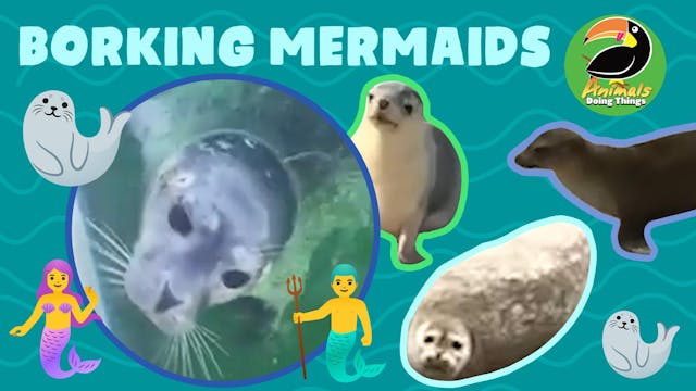 Animals Doing Things | Borking Mermaids