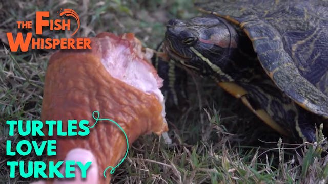 Turtles Love Turkey!