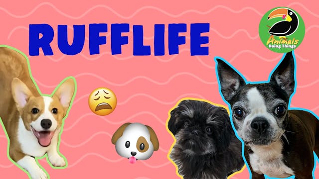 Animals Doings Things | RuffLife