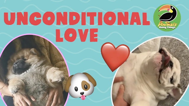 Animals Doings Things | Unconditional Love