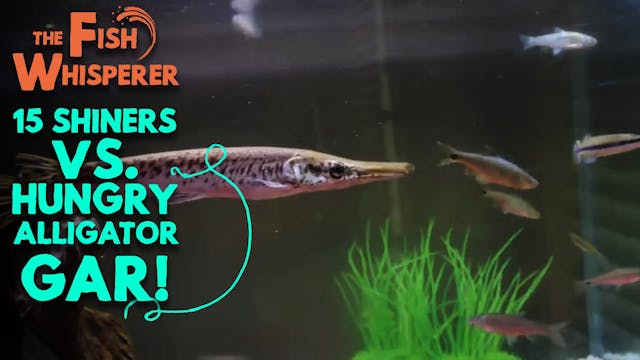 15 Shiners Vs. Hungry Alligator Gar!