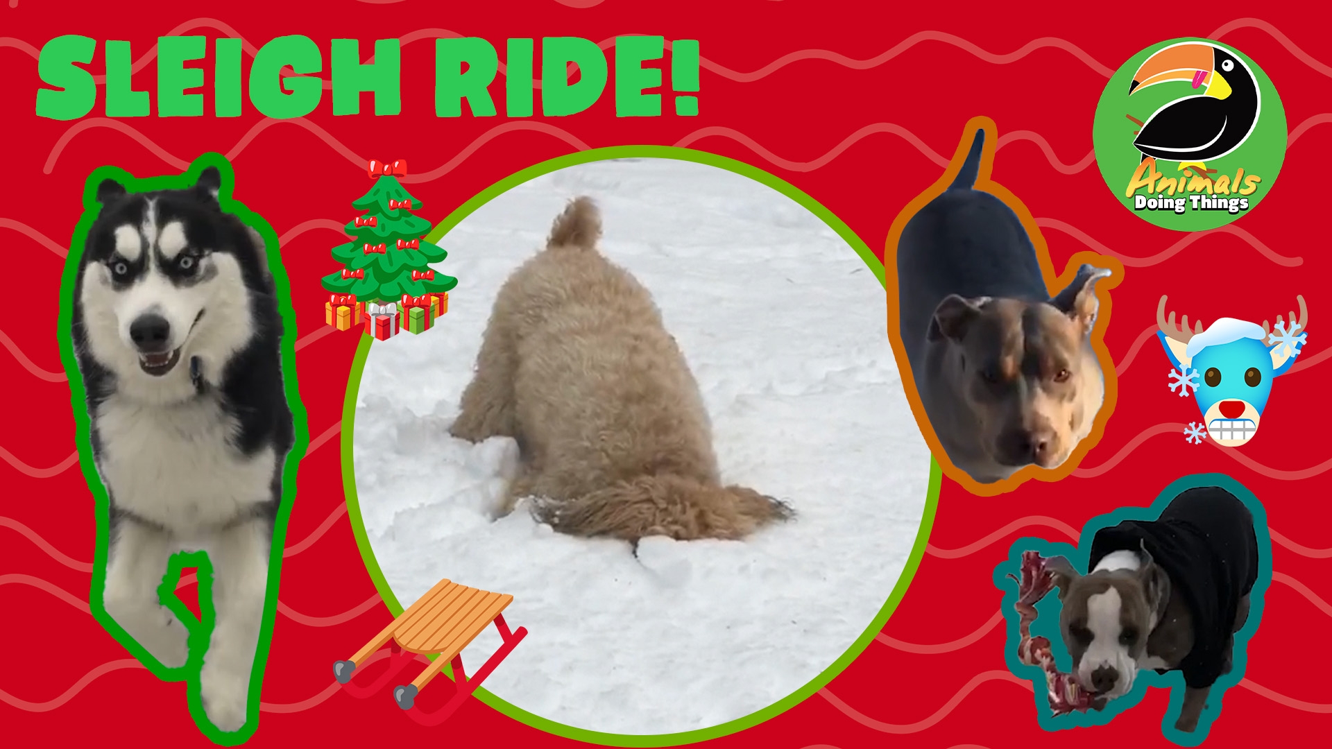 Animals Doing Things | Sleigh Ride!