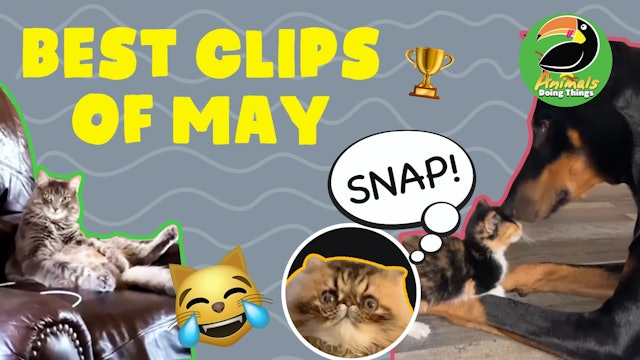 Animals Doing Things | Best of Clips