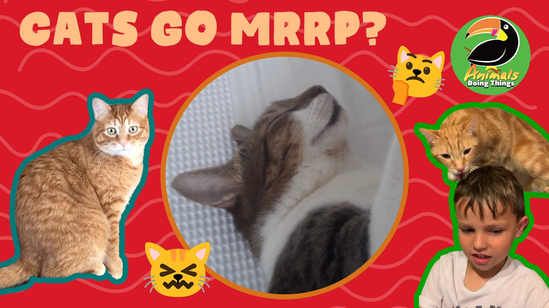 Animals Doing Things | Cats Go Mrrp?