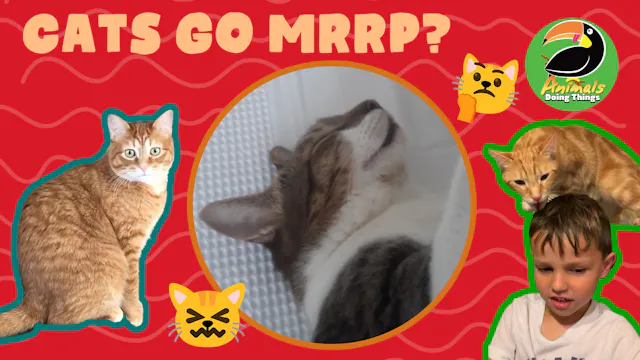 Animals Doing Things | Cats Go Mrrp?