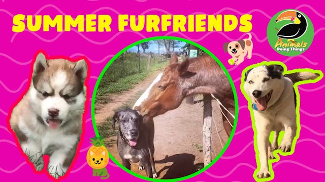 Animals Doing Things | Summer FurFriends