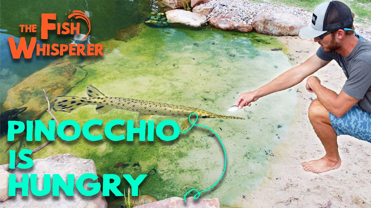 Pinocchio Is Hungry! - The Fish Whisperer - Yippee - Faith filled shows!