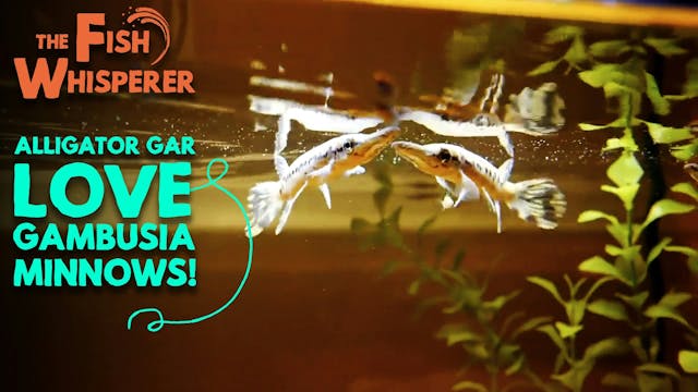 Alligator Gar Love Gambusia Minnows!