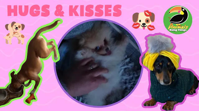Animals Doing Things | Hugs & Kisses