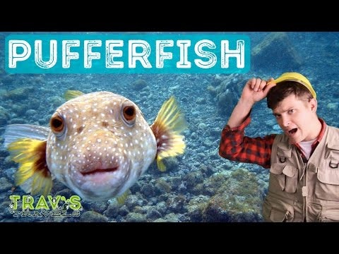Pufferfish - Animal Facts 