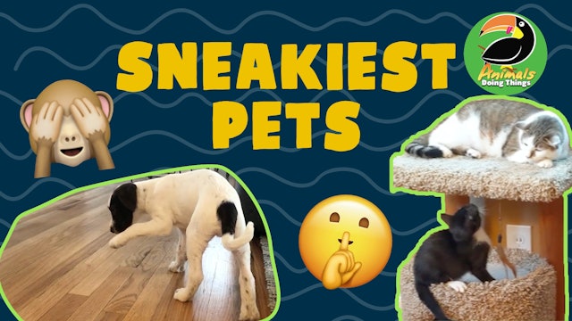 Animals Doing Things | Sneakiest Pets